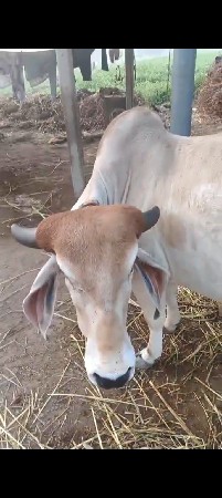 ગાય વેસવાની સે