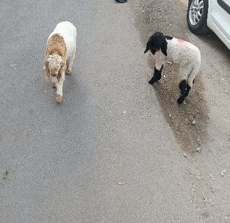 થંબનેલ 3