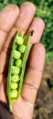 વટાણા બીજ