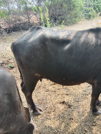 ૨ગાભણમહીનાની