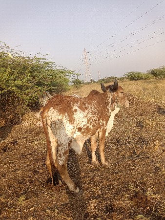 थंबनेल 2