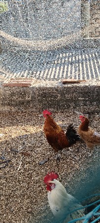 કુકટા વેચવાના છે