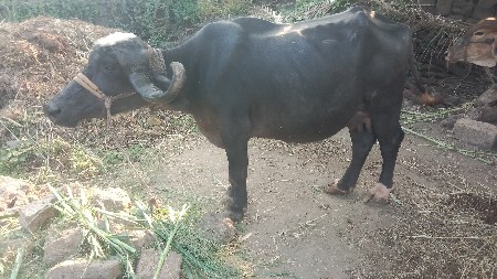 थंबनेल 3