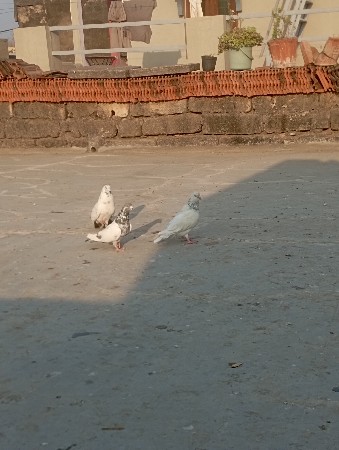 થંબનેલ 2