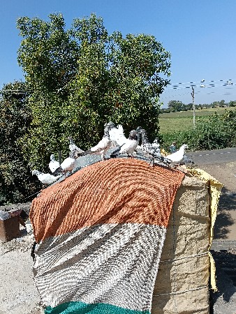 કબુતર વેચવાના છે