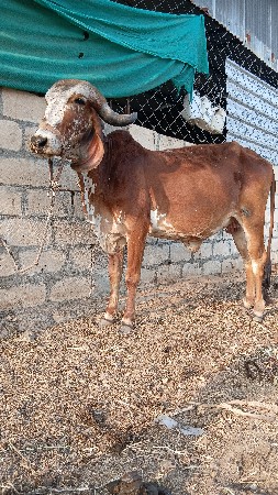 थंबनेल 2