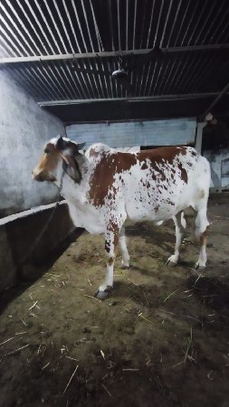 थंबनेल 2