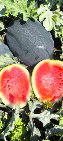 તરબૂચ વેચવાના છે.
૪૦-૪૫ ટન