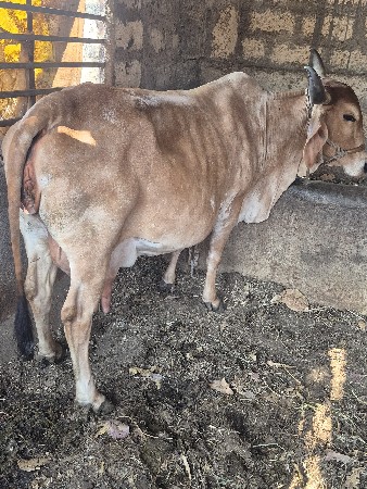 ગીર ગાય વેચવાની છે