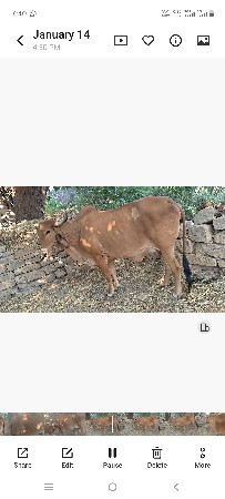 ગાય વેસવા ની છેં