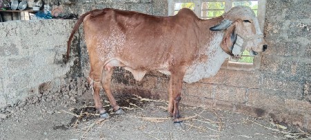 ગાય વેચવાની છે