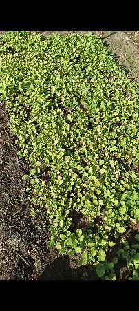 વેસવા નો છે રીંગણી વરીયારી