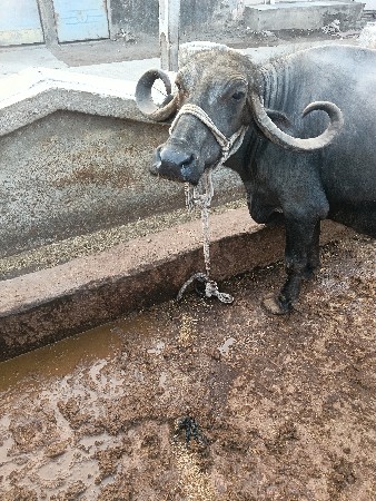 ભેંસ વેચવાની છે