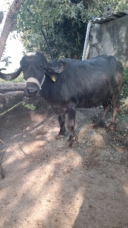 થંબનેલ 2