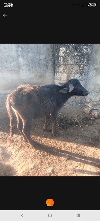 પાડો વેચવાનો છે 14 મહિનાનો