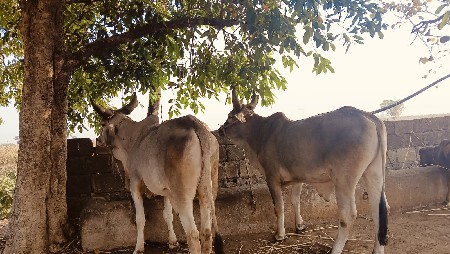 બળધ વેસવા ના છે