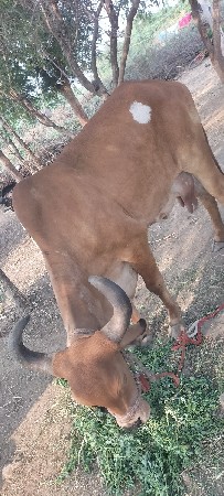 વેચવાની છે