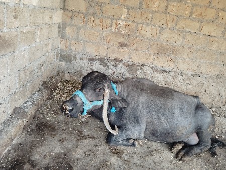 थंबनेल 3