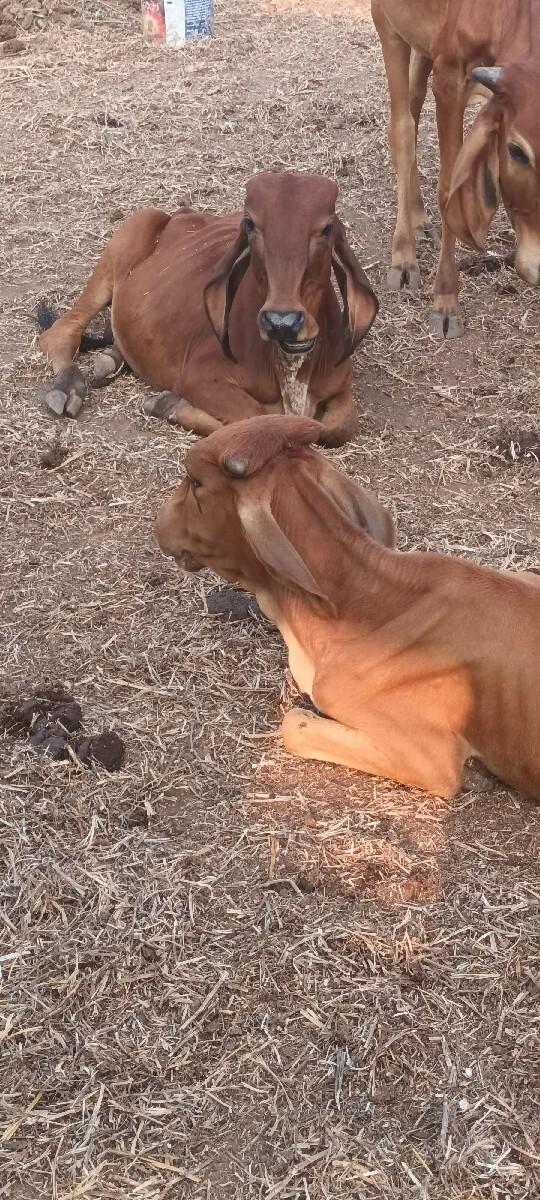 વાછરડી મફત આપવાની છે