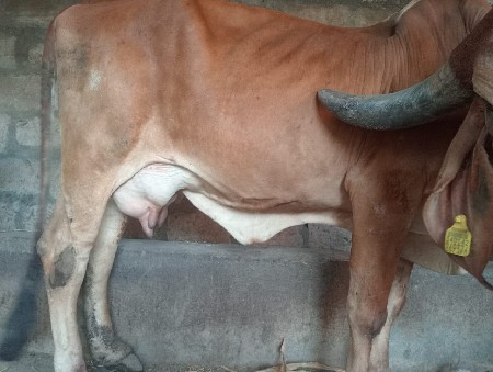 ગાયવેસવાનીસે