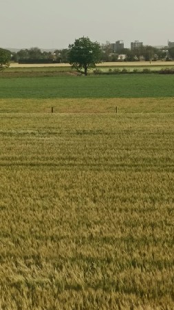 જમીન વેચવાની છે.