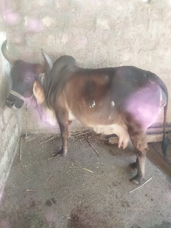 પંદર દિવસ ની કાચી