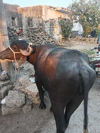 थंबनेल 3