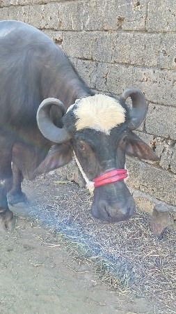 3 જા વેતર માં છે