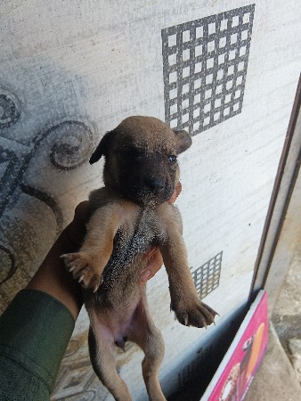 લેબ્રા ડોગ દેવના છે