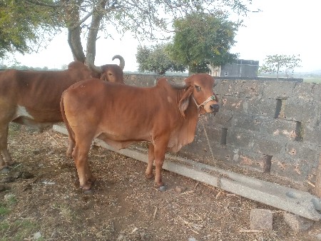 ગીર પાંચાર હોડકી વેચવાની છે