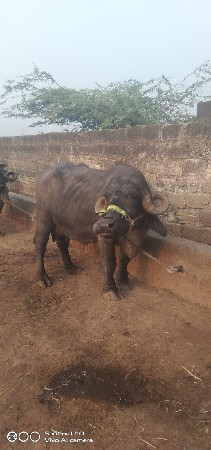 થંબનેલ 2