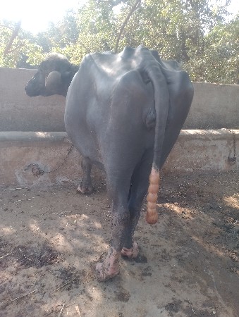 original kundhi navchandri bhagri