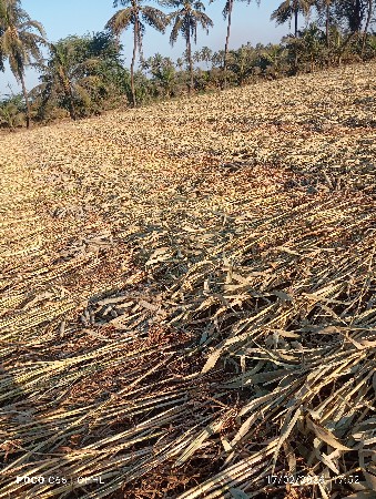 બાજરાના ચારો