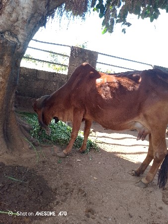 थंबनेल 2