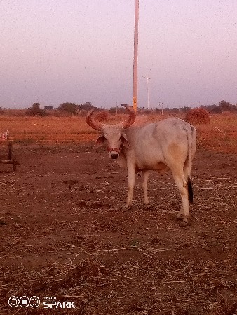 વેચવાનુછે