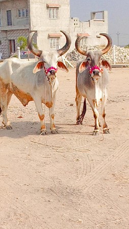 ત્રીજી બીજી દરમ્યાન રોજ ફુલ જવાબ