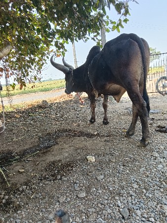 थंबनेल 3