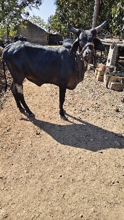 थंबनेल 3