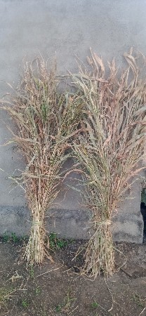 નિરણ. વેસવાનિ  છે  ફુલ. મિઠી