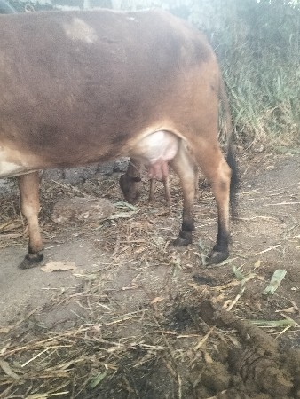 થંબનેલ 2