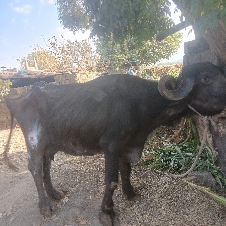 थंबनेल 2