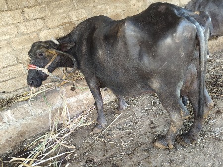 थंबनेल 2