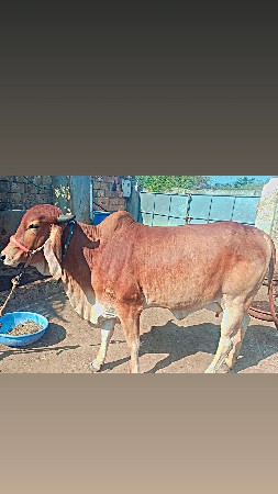 ગાય વેચવાની છે