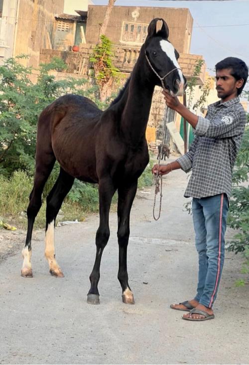 ઘોડી અને વછેરી