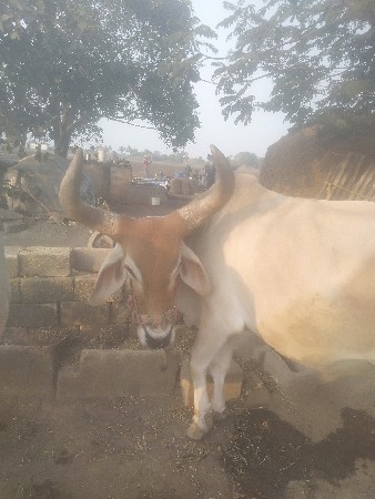 બળદ વેશવાનાછે ડાબીબાજુ