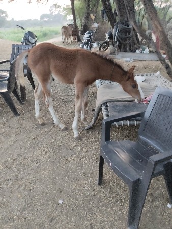 થંબનેલ 3