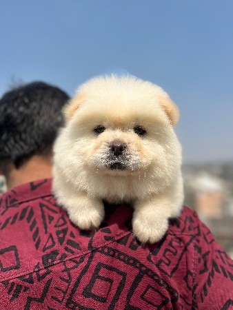 Chow Chow female