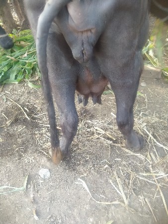 ભેંસ વેચવાની છે