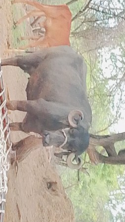 વેચવાની છે