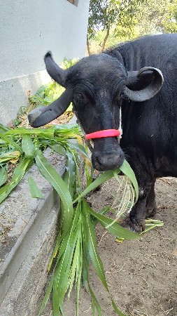 ભેંસ વેચવાની છે